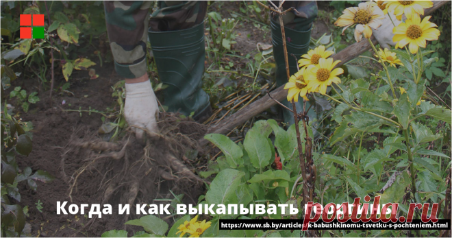 Когда и как выкапывать георгины Вот-вот придет время выкапывать георгины — не проморгайте его 	Многие не разводят георгины только потому, что их клубни ежегодно надо ...
