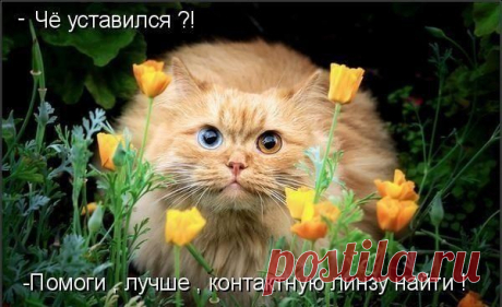 Как знает каждый владелец кошки, кошка не может иметь владельца.