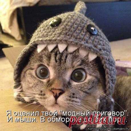 Лучшие котоматрицы недели / Питомцы