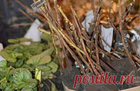 Как сохранить саженцы весной до посадки?