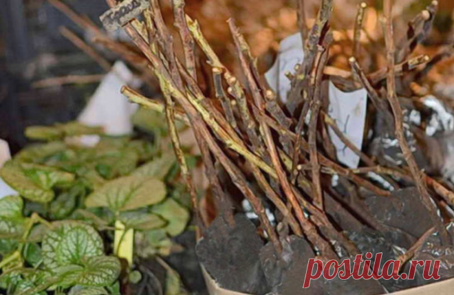 Как сохранить саженцы весной до посадки?