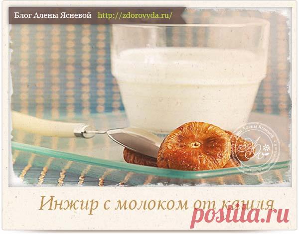 Инжир с молоком от кашля - вкусное и полезное лекарство