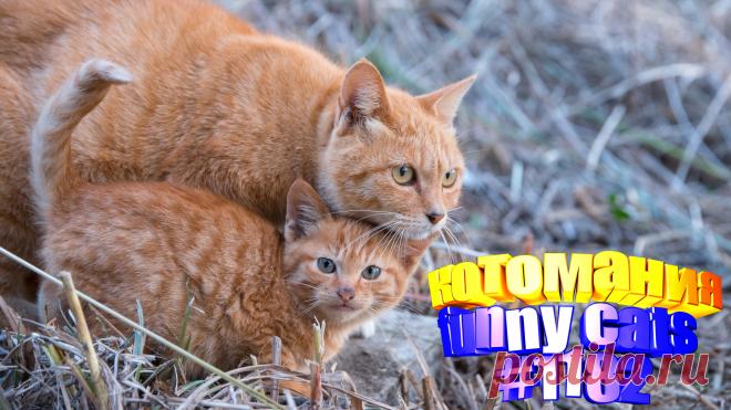 Любите смотреть приколы с котами? Тогда мы уверены, Вам понравится наше видео 😍. Также на котомании Вас ждут: видео кот,видео кота,видео коте,видео котов,видео кошек,видео кошка,видео кошки,видео о котах, видео о кошках, видео смешные кошка, для кошек, коты, кошка видео смешные, кошки приколы до слез, приколы про животных до слез, про кошек смешное, с котом, самые смешные кошки, смешные видео с кошками, смешные коты