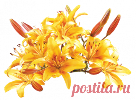 Клипарт Желтые цветы.