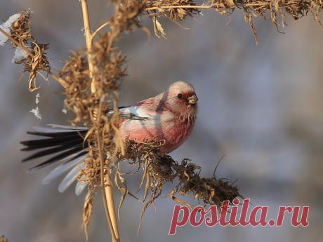 长尾雀 (Uragus sibiricus). 新疆鸟类.