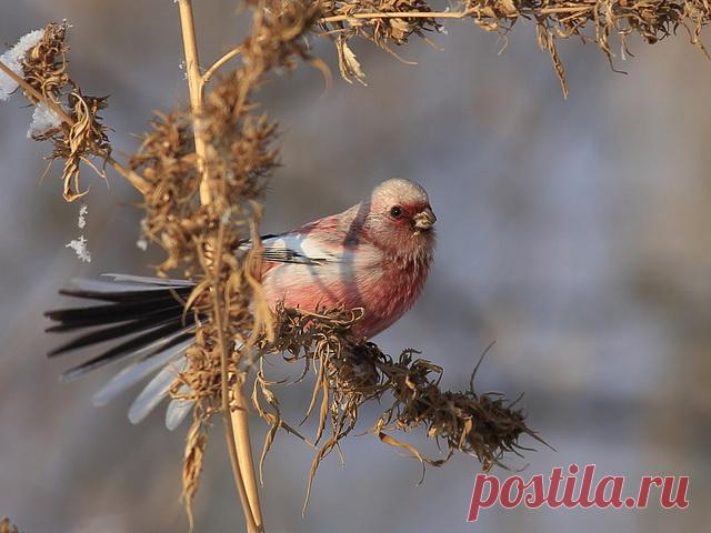 长尾雀 (Uragus sibiricus). 新疆鸟类.