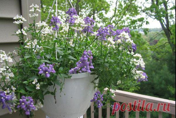 Немезия: выращивание цветов из семян, посадка и уход, фото лучших сортов