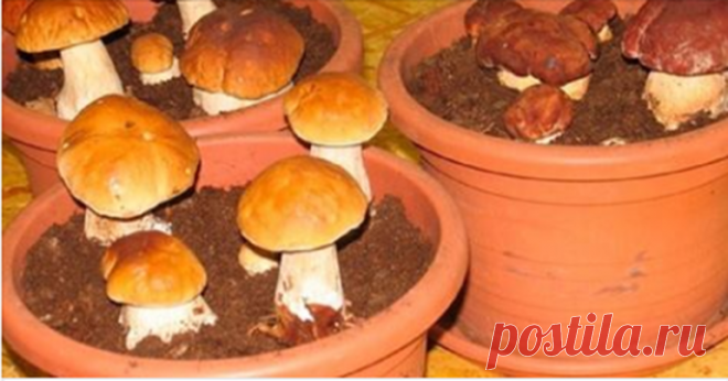 Нашли в лесу несколько белых грибов, но вместо того, чтобы их приготовить, сделали это…