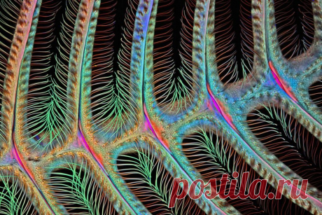Лучшие фотографии конкурса Микромир (Nikon Small World) от Nikon. | Galaxy News