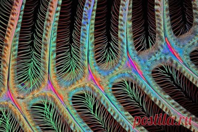 Лучшие фотографии конкурса Микромир (Nikon Small World) от Nikon. | Galaxy News