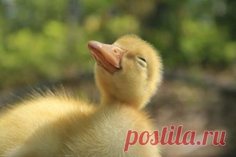 Если занемогут цыплята и утята, вспомните про этот бабушкин совет | Мало Село | Яндекс Дзен