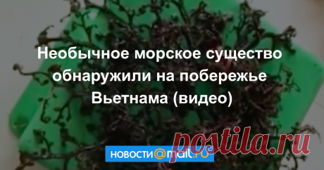 Необычное морское существо обнаружили на побережье Вьетнама (видео) Что это такое, пока определить не удалось.