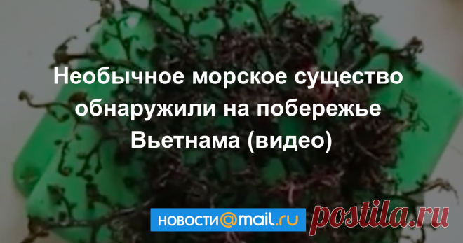 Необычное морское существо обнаружили на побережье Вьетнама (видео) Что это такое, пока определить не удалось.