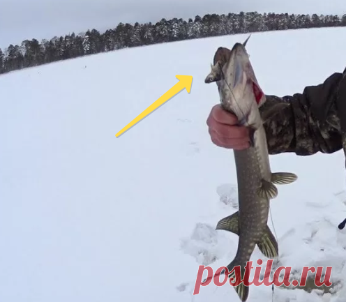 Мороженная мойва, отличная замена живцу. Нравится крупной щуке. | Мега Рыбак | Яндекс Дзен