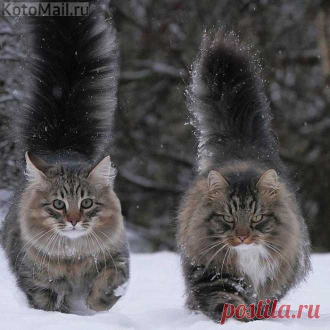 Сибиряки - это серьёзно!
