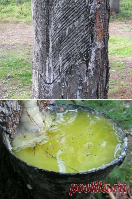 Сосновая живица