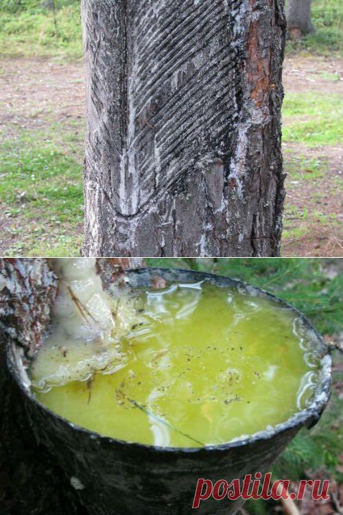 Сосновая живица