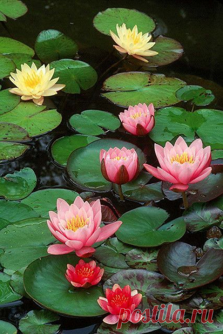 Lilies are remarkably gorgeous flowers which come with a floating mat of foliage (lily pads). The bloom lasts for around 3 days and then it is replaced.  /  Green Yard.  11 Of The Most Beautiful Flowers in the World   |   Pinterest • Всемирный каталог идей