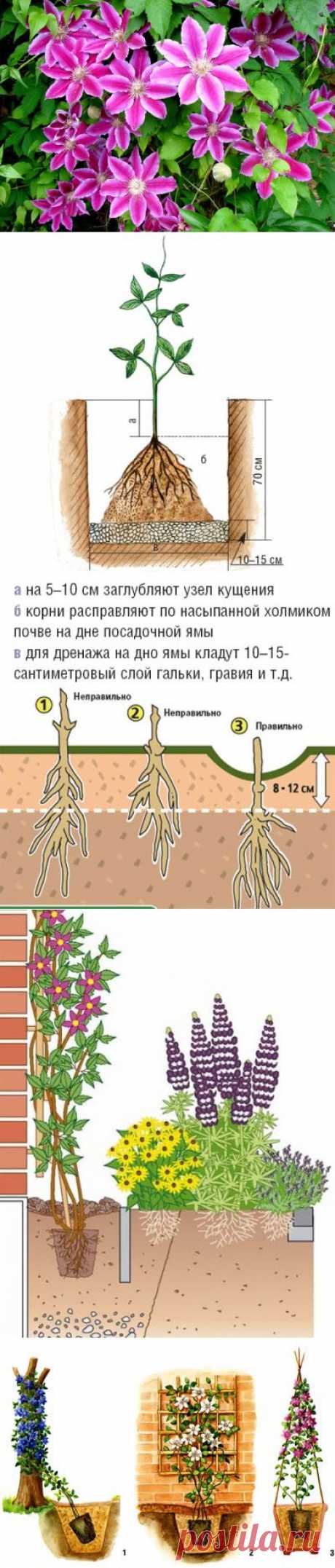 Всё о цветах и садоводстве » Действительно всё. » Page 5