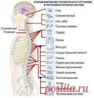 ПОЧЕМУ ТАК ВАЖНО СЛЕДИТЬ ЗА СОСТОЯНИЕМ ПОЗВОНОЧНИКА?

Часто приходится слышать о том, что у людей с заболеваниями позвоночника есть какие - то сопутствующие заболевания: больное сердце, заболевания органов дыхания, пищеварения или проблемы с органами мочеполовой системы. 

Существует ли взаимосвязь между позвоночником и внутренними органами и системами тела? Да, существует.
Показать полностью…
