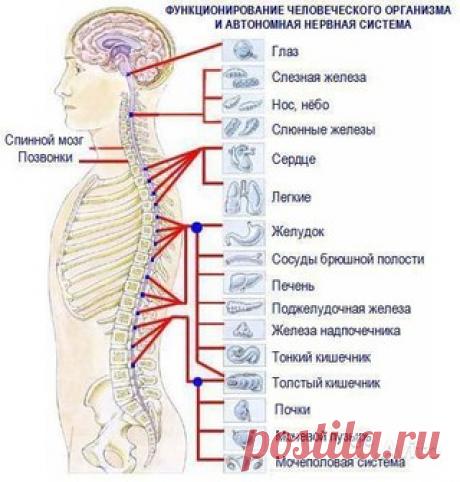 ПОЧЕМУ ТАК ВАЖНО СЛЕДИТЬ ЗА СОСТОЯНИЕМ ПОЗВОНОЧНИКА?

Часто приходится слышать о том, что у людей с заболеваниями позвоночника есть какие - то сопутствующие заболевания: больное сердце, заболевания органов дыхания, пищеварения или проблемы с органами мочеполовой системы. 

Существует ли взаимосвязь между позвоночником и внутренними органами и системами тела? Да, существует.
Показать полностью…