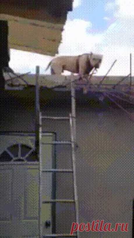 Умная собачка