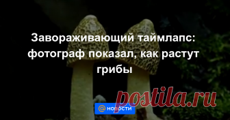 Завораживающий таймлапс: фотограф показал, как растут грибы Такое точно увидишь не каждый день.
