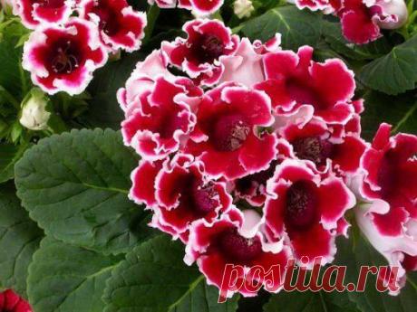 цветы будут расти как на дрожжах