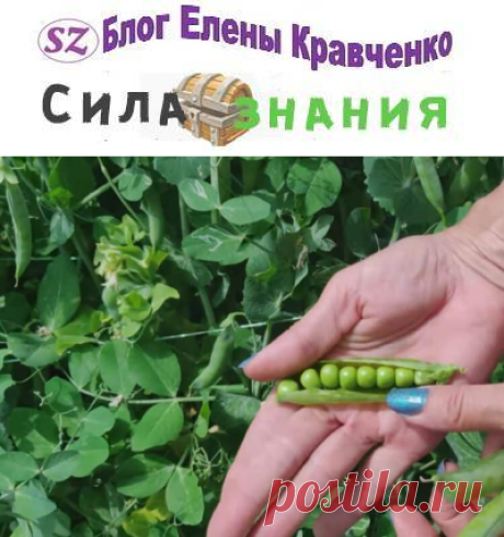 Когда сажать зеленый горошек весной 2023 года в открытый грунт
