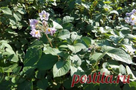 Для чего обрывают цветки у картофеля во время цветения — Домашние заботы