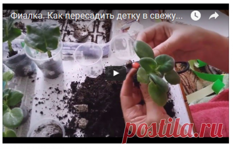 Блог пользователя Анна Алексеенко | Fialki.ru, фиалки (сенполии)