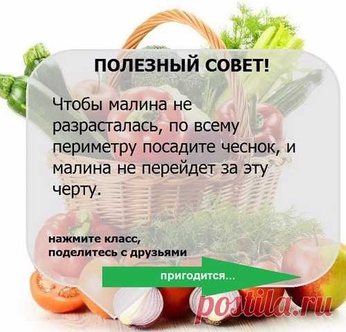 УЗЕЛОК НА ПАМЯТЬ. Огородникам