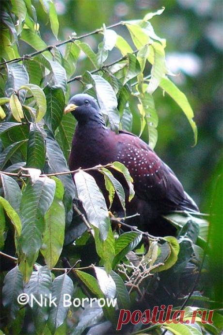 Сем. Голубиные (Columbidae)
Сан-томийский оливковый голубь (Columba thomensis)