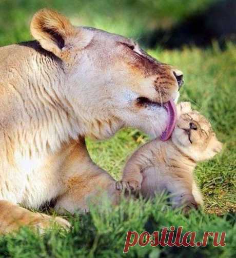 Мамин чистюля | KotoMail.ru