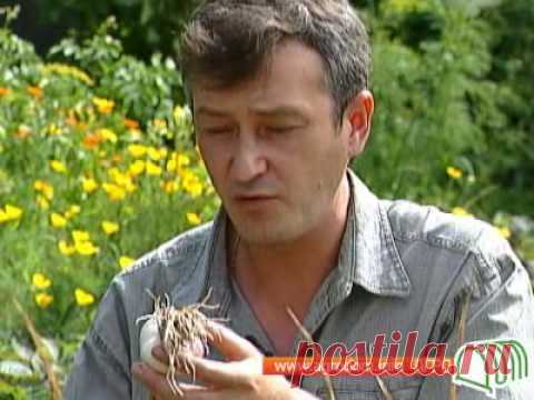 Особенности технологии выращивания чеснока.