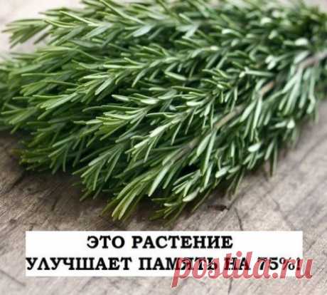 ЭТО РАСТЕНИЕ УЛУЧШАЕТ ПАМЯТЬ НА 75%!
И даже лечит болезнь Альцгеймера!
Розмарин широко известен как ароматная специя.