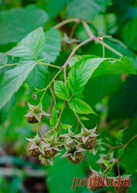 Выращивание малины: как увеличить урожай и сколько поливать