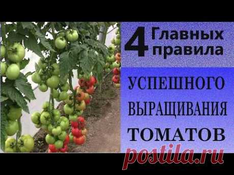 4 главных правила успешного выращивания томатов. Исключаем основные ошибки выращивания томатов