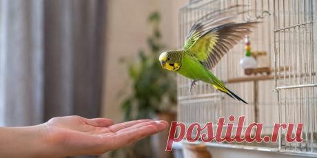 🦜✂️ Подрезать крылья птице или оставить возможность свободно летать? Разбираемся, зачем укорачивают маховые перья, чем опасно неправильное подрезание, почему нельзя обрабатывать только одно крыло и что важно учитывать для здоровья и качества жизни питомца. 💚

#Птицы #Попугаи #ЗдоровьеПтиц #УходЗаПтицами #Ветеринария #ДомашниеПтицы #Попугай 
Изображение от ChatGPT