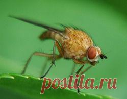 Поборем малинную муху - малинная муха, малиновая муха