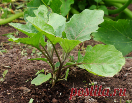 Баклажаны: 7 капризов рассады