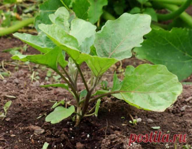 Баклажаны: 7 капризов рассады
