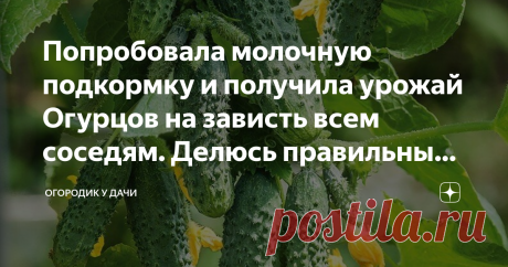 Попробовала молочную подкормку и получила урожай Огурцов на зависть всем соседям. Делюсь правильным рецептом подкормки Молоко, в качестве подкормки для огурцов, используется многими поколениями садоводов и огородников. Этот натуральный продукт несет пользу на всех стадиях роста культуры и помогает получить богатый урожай, при минимуме затрат времени и сил.
Фото из открытого источника Яндекс, без рекламных целей. В качестве примера
При этом молоко не только питает растения,...