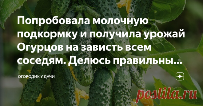 Попробовала молочную подкормку и получила урожай Огурцов на зависть всем соседям. Делюсь правильным рецептом подкормки Молоко, в качестве подкормки для огурцов, используется многими поколениями садоводов и огородников. Этот натуральный продукт несет пользу на всех стадиях роста культуры и помогает получить богатый урожай, при минимуме затрат времени и сил.
Фото из открытого источника Яндекс, без рекламных целей. В качестве примера
При этом молоко не только питает растения,...