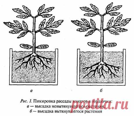 Выращивание помидоров в теплицах - бесплатные советы садоводам. Уход за помидорами в теплице Дачная 2ДУМ. Помидоры в теплице воля или полив помидоров в теплице из поликарбоната.