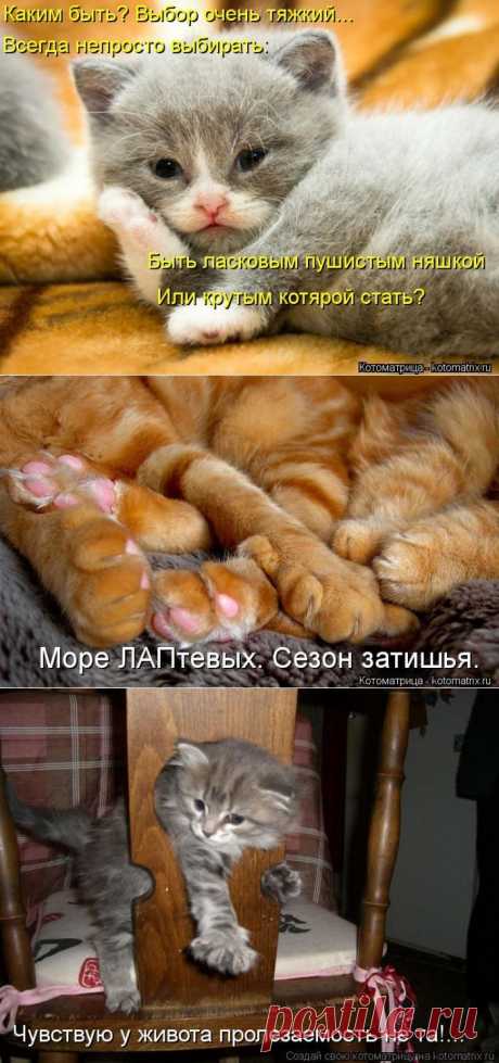 Весёлая котоматрица)).