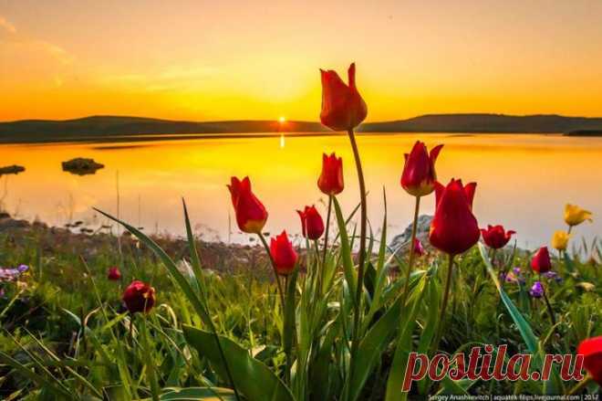 Дикие тюльпаны в Крыму