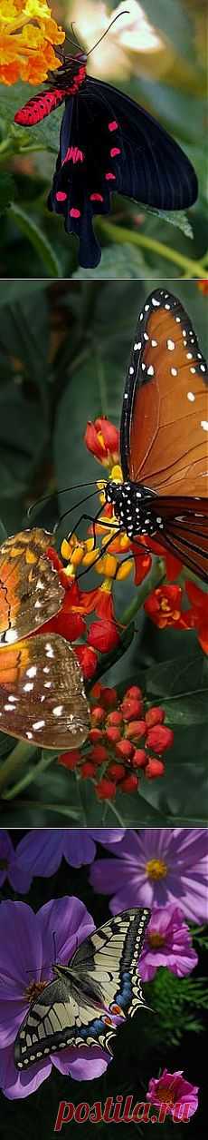 Rose Butterfly ˚ | Wings