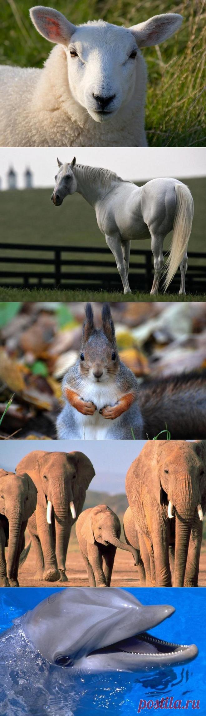 10 животных, интеллект которых близок к человеческому