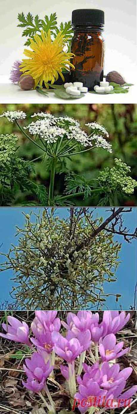 Рак - не приговор. Лекарственные растения, которые лечат рак..